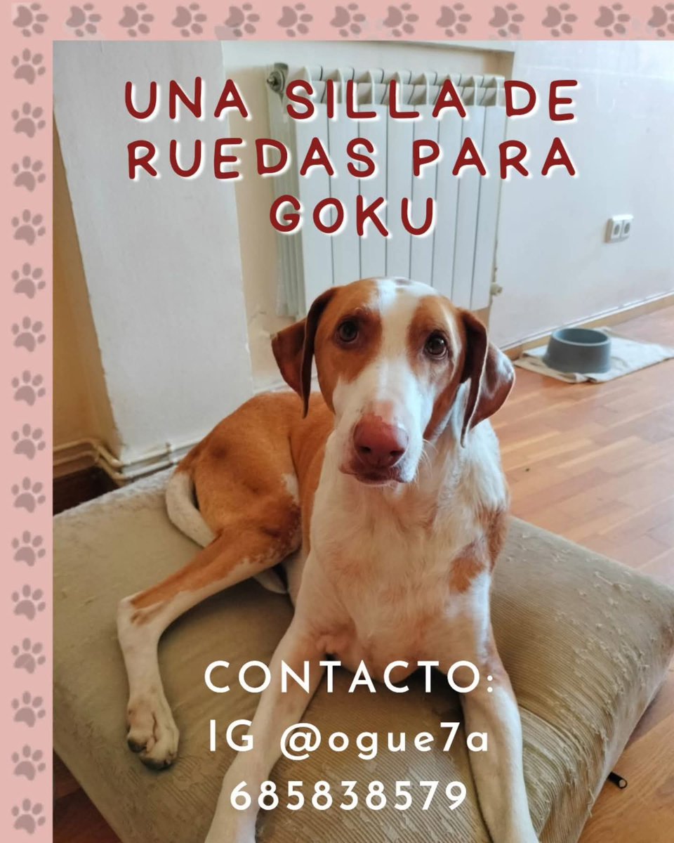 Buscamos una silla de ruedas para Goku.
Goku es un exzarposo (hijo de Mamba, quizás algunos os acordéis de ella) que tiene una artrosis muy avanzada y le causa muchos dolores.b
A causa de esa artrosis está perdiendo la movilidad de las patas traseras. 
Es un perro de tamaño