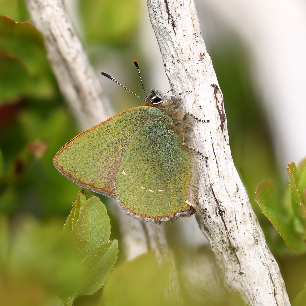 Dave O'Brien tweet media