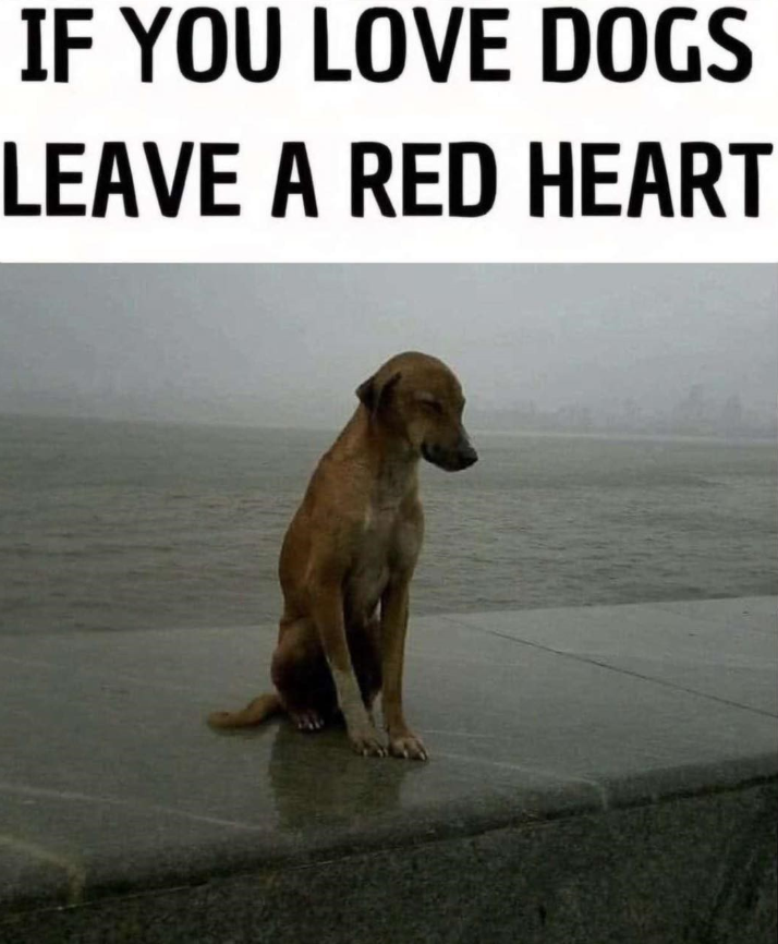 Best in Dogs tweet media