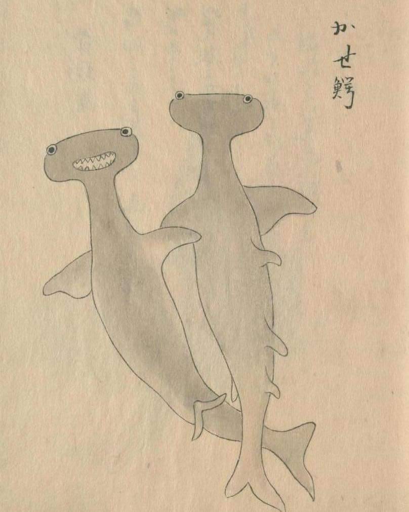 archaeologyart's tweet image. Illustration of a Hammerhead Shark (Kase-wani) from the Oki-no-Kuni Sanbutsu Ezu Chūsho (Illustrated Guide to Local Products of the Oki Region).

Culture: Japanese (Edo Period). Date: 19th century. Medium: Ink and light color on paper. Collection: National Diet Library, Tokyo.