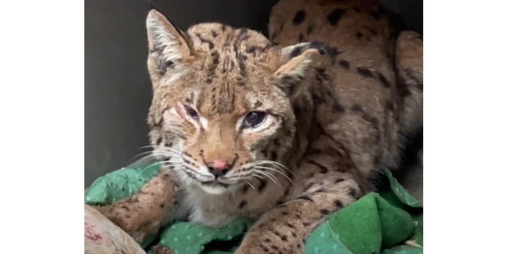 CapsuleInfoFR's tweet image. 🔴🇫🇷 𝗔𝗟𝗘𝗥𝗧𝗘 𝗜𝗡𝗙𝗢 — Un LYNX est MORT après avoir été visé par des JETS DE PIERRE, ses petits sont recherchés

Le lynx a été retrouvé dans un état critique après avoir été pourchassé et visé par des jets de pierre dans le Haut-Bugey (Ain). L’animal, grièvement touché, a…