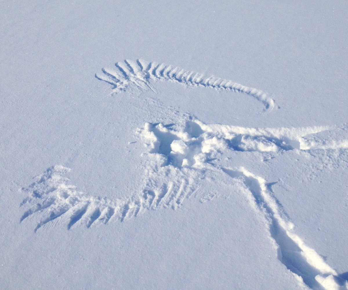 Nature leaves its mark on a blank canvas of fresh snow at Patuxent Research Refuge. This raptor “snow angel” likely captures the moment of a hunting strike and a powerful vertical takeoff by an owl.

Photo by @usgs