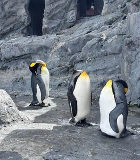 Taylor_Label's tweet image. 今月の春。
そういえばカフェに行って待機。
ナシ 👱‍♂️