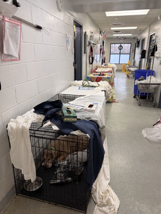 PoundHoundsResQ's tweet image. The NYCACC is over capacity and they need our help.

Please we need fosters to save lives.  This is what happens when people can no longer care for their animals.

PLEASE PLEASE PLEASE sign up to be a foster.  It's a matter of life or death.

poundhoundsresq.org/fostering-appl…

We have…