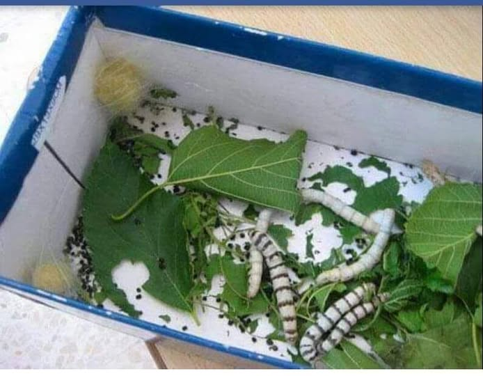 GustavoAdolf_'s tweet image. "En los años 80, criar gusanos de seda era casi un ritual de infancia. Bastaba una caja de zapatos, hojas de morera recién cogidas y mucha paciencia. Día a día, niños y niñas observaban fascinados cómo aquellos pequeños gusanos comían sin parar, crecían, cambiaban de piel… hasta…