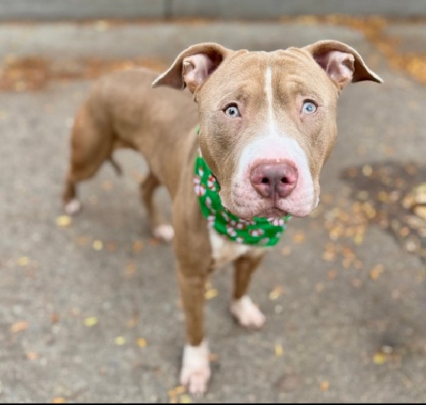 MorgFairsdogs's tweet image. Teddy 241177
Kill Command 
#NYCACC #AdoptMe 
He is a cute 2 yr old
Sweet, gentle walker
Has kennel stress,  shreds linens, jumps on walls
Help save Teddy!
#Pledge4Rescue #foster #adopt 
#DogsofX
