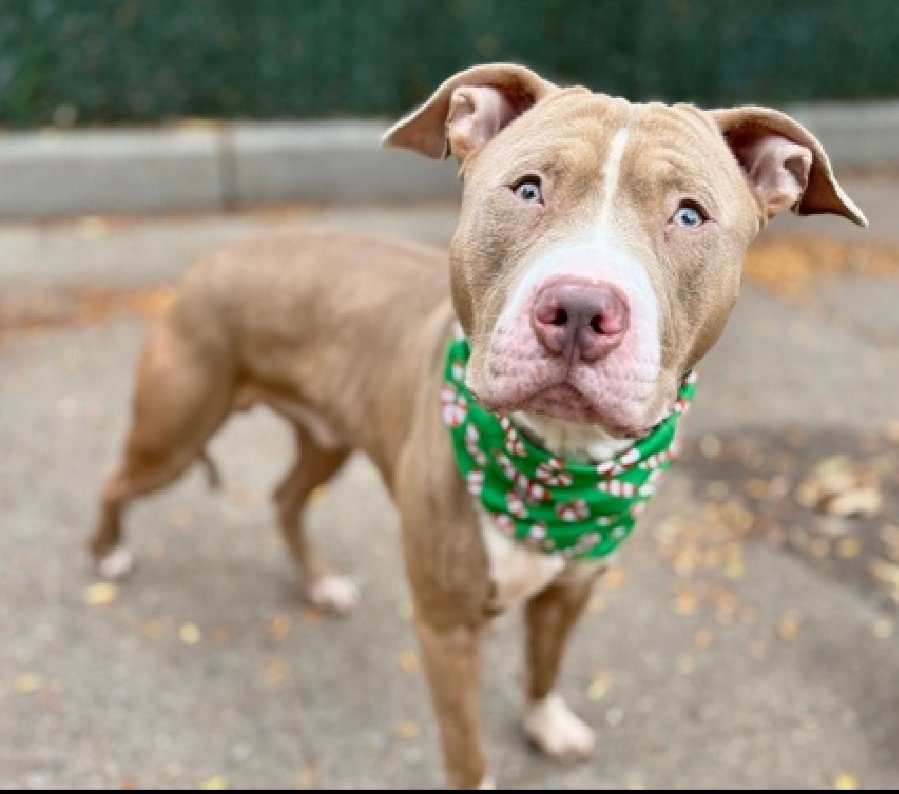 MorgFairsdogs's tweet image. Teddy 241177
Kill Command 
#NYCACC #AdoptMe 
He is a cute 2 yr old
Sweet, gentle walker
Has kennel stress,  shreds linens, jumps on walls
Help save Teddy!
#Pledge4Rescue #foster #adopt 
#DogsofX