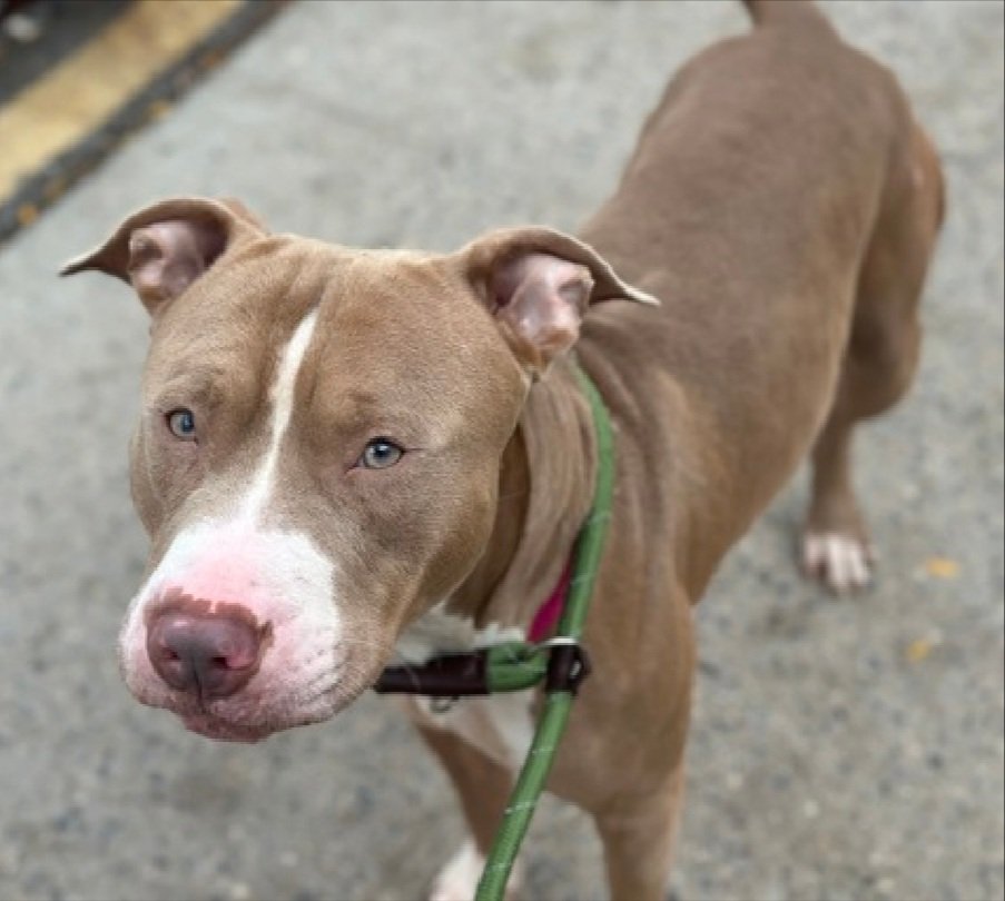 MorgFairsdogs's tweet image. Teddy 241177
Kill Command 
#NYCACC #AdoptMe 
He is a cute 2 yr old
Sweet, gentle walker
Has kennel stress,  shreds linens, jumps on walls
Help save Teddy!
#Pledge4Rescue #foster #adopt 
#DogsofX