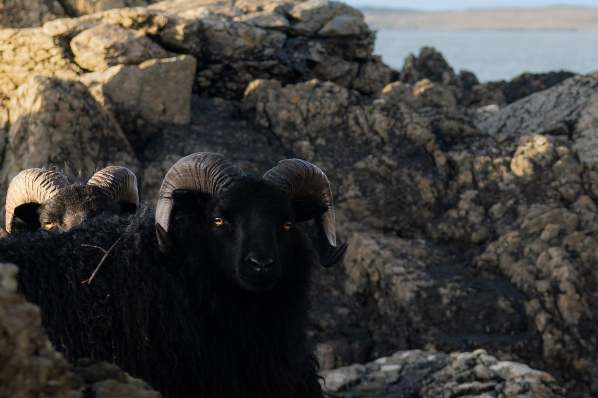 Kain🌿 tweet media