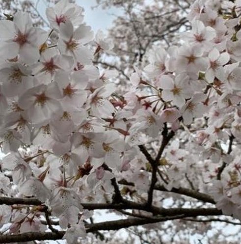 edubb0's tweet image. ちゃお！あせる 🥶