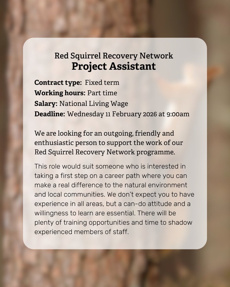 NorthWildlife's tweet photo. We are looking for an outgoing, friendly and enthusiastic person to support the work of our Red Squirrel Recovery Network programme.

Deadline to submit applications is 09:00 on, 11th February 2026 and we expect interviews to take place on 2nd March.

https://t.co/GDpWqfshvc https://t.co/goUGdkMC9A