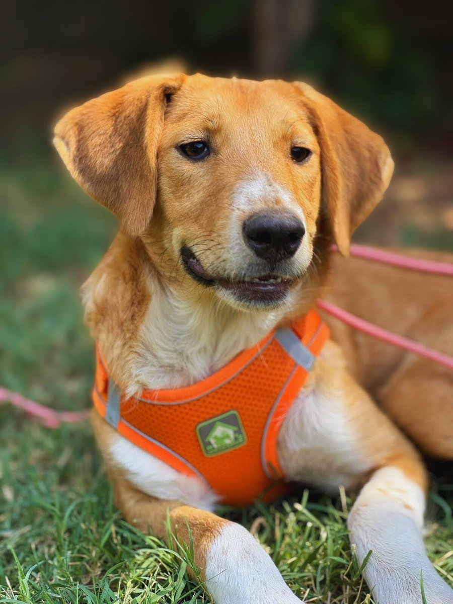 rescuedoggypaws's tweet image. Maggy is in #YORK and is looking for a forever family 
She's a 1.5-year-old bundle of energy who is currently in foster care and searching for her forever home. She would be a perfect match for active individuals or families who enjoy the outdoors pawpersintheruff.com/maggy
#Leeds