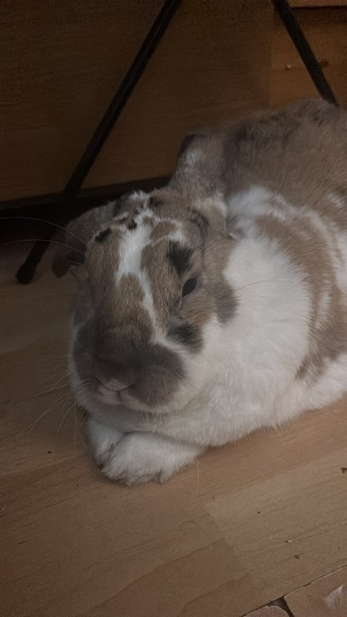 robyn 👱🏻‍♀️& paddy 🐰 tweet media