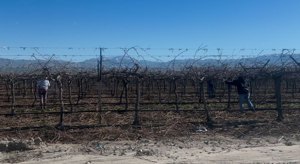 At 10am it was 41° in Tejon CA. "Miguel" tells us, "We are pruning grapevines by hand. This has to be done during the cold season. The work is necessary so the vines will produce fruit during the summer. It's difficult to do as our fingers are stiff from the cold." #WeFeedYou