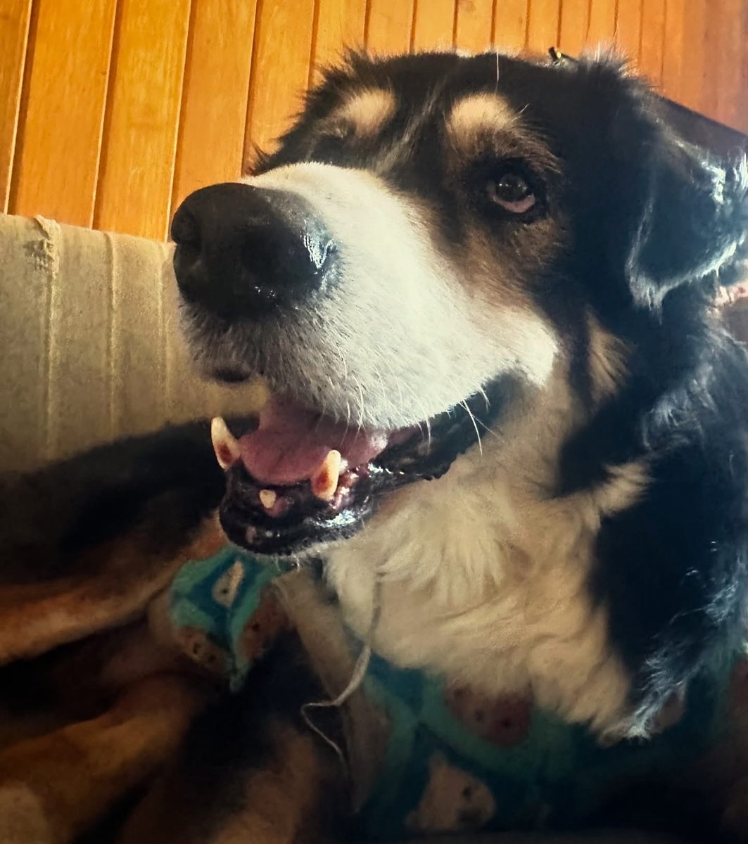 RefugiOceaniCAN's tweet image. Diosito por favor, que un alma solidaria nos envíe patita de ayuda para comprar el alimento de los viejitos como yo. 🙏🏼🙏🏼🙏🏼
Amén.🙏🏼💜🐶🐾
📸PONCHO, macho, grande, 14 años.
***Nació en Oceanican, todos sus hermanos se adoptaron, excepto él. 

Mil gracias de antepata 🙏🏼🙏🏼
BBVA:…