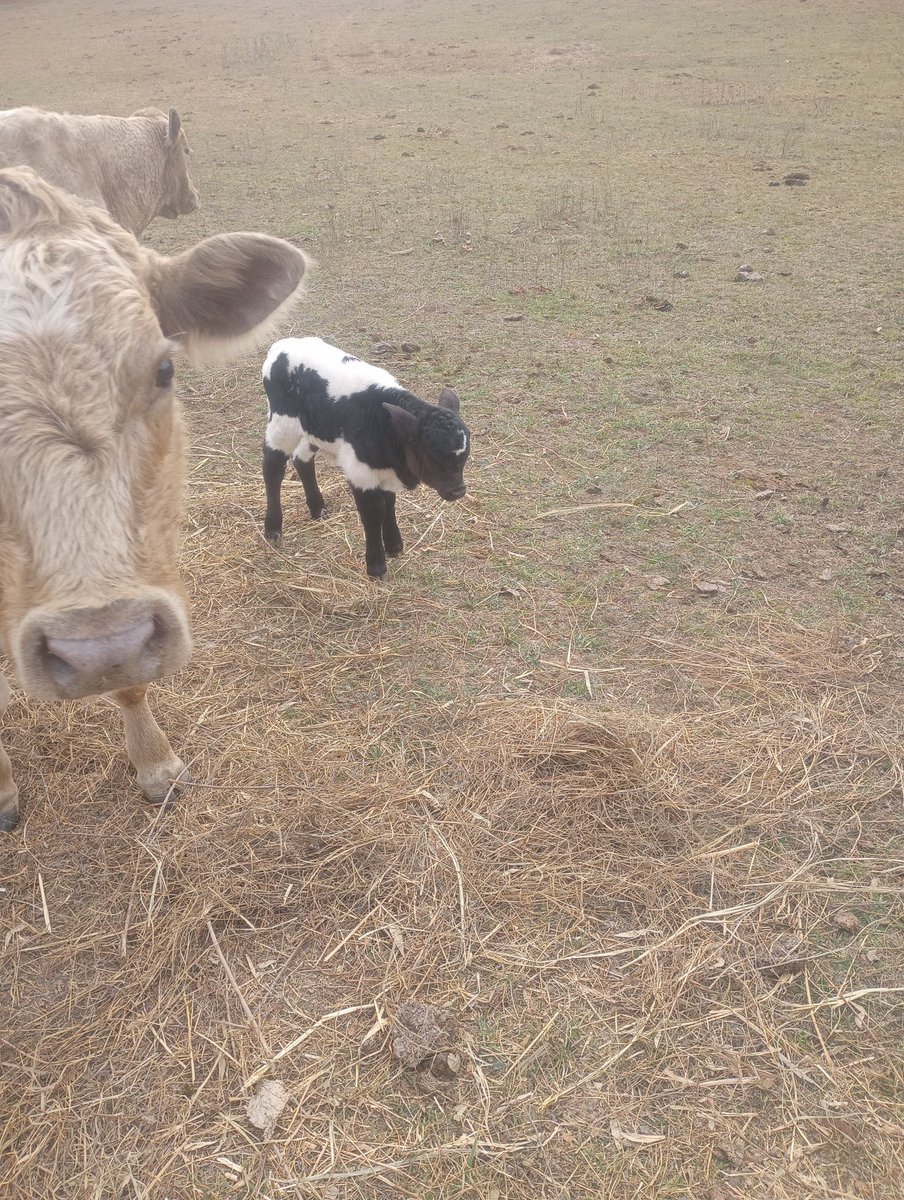 Farm Boy tweet media