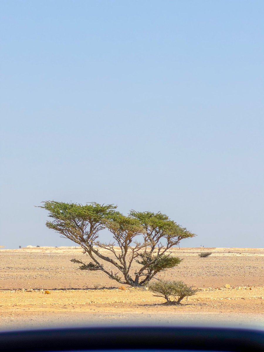 يـا دار تـرفـيـن الـصـبــا ويــن خـلـّي 
ويــن الغضِي يـا دار خـلـّي و شوقي 

دار(نْ) بــها الآرام تــرْتـــــع بــفـلـّي 
مَربَى الوضيحي لي جماله يشوقي

#لقطة مـن فيافي عُمان