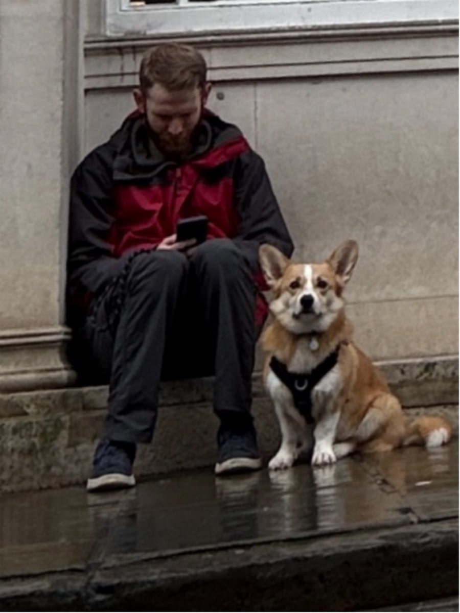 pellynut's tweet image. 52Frames Week 3 Get Low.The best of several I took for this week's theme.Cropped as I was crouching in the middle of the road (pedestrianised).I like the way the corgi is looking at me.
#photographersofthreads
#sheclicksnet
#aywmc
#cranleighcameraclub
#52frames_getlow