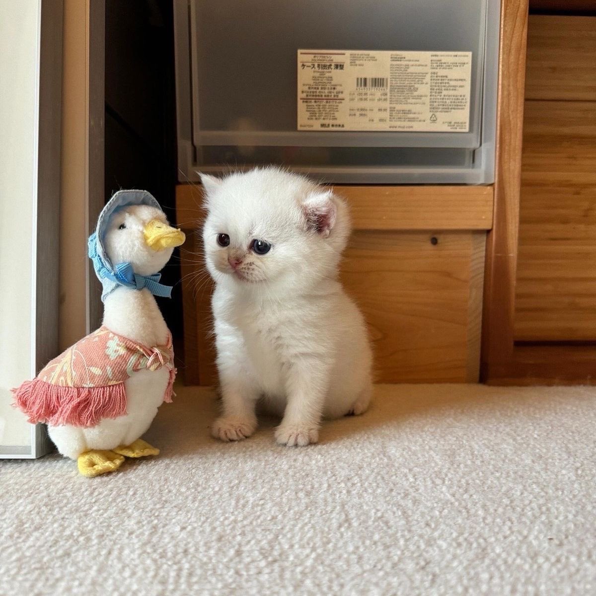 catsdotjpg's tweet image. 