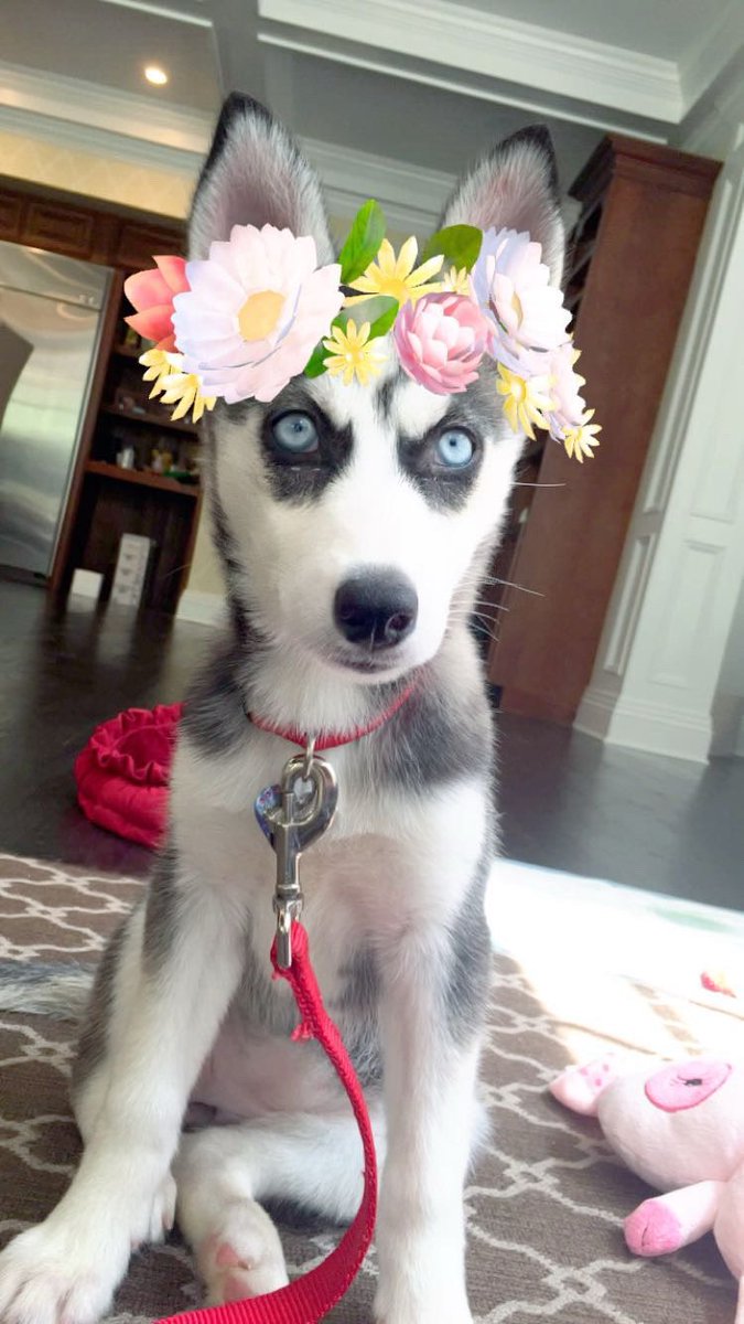 Gbaccii's tweet image. A little late to the 2016 posting but I had to share these because it was the best year of my life (I brought Mina home)