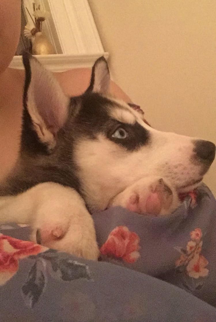 Gbaccii's tweet image. A little late to the 2016 posting but I had to share these because it was the best year of my life (I brought Mina home)