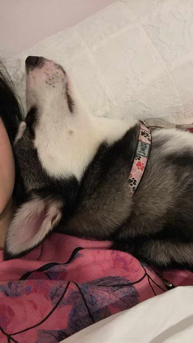 Gbaccii's tweet image. A little late to the 2016 posting but I had to share these because it was the best year of my life (I brought Mina home)