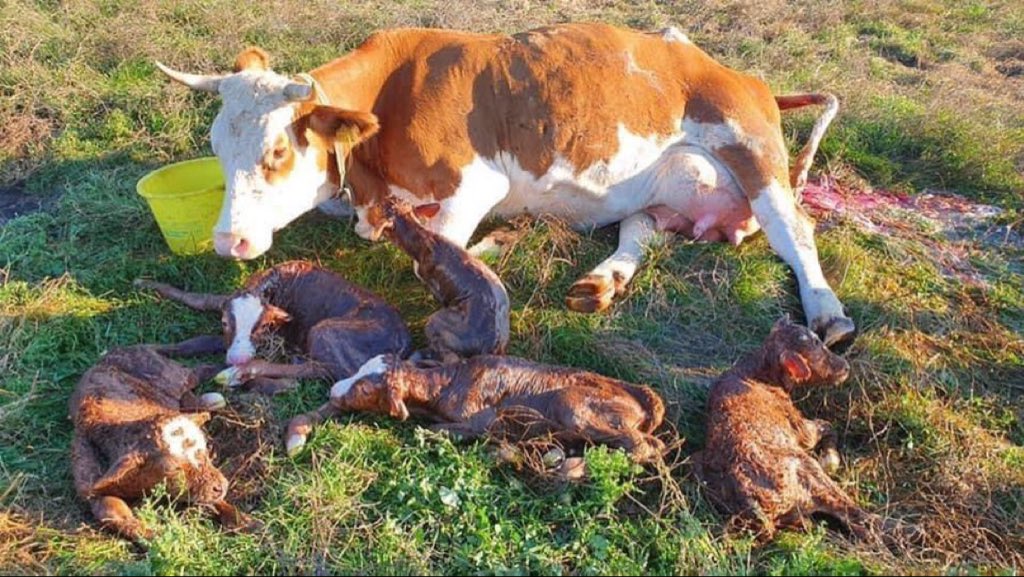 Ndi_Muvenda_'s tweet photo. Ncela nithi hooray my Grandma Cow gave birth to 5 babies 🥰😍 https://t.co/5gL81UOaFC