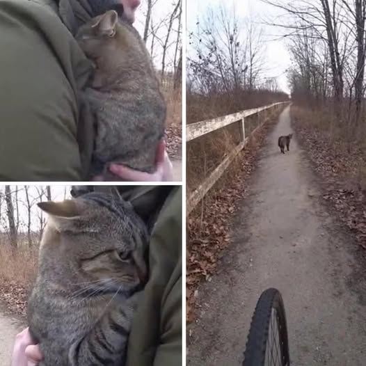 "Minął cały rok bez odpowiedzi. Nasz kot zniknął, a z każdym tygodniem nadzieja malała. Szukaliśmy, rozwieszaliśmy karteczki i czekaliśmy tak długo, jak mogliśmy – aż w końcu pogodziliśmy się z możliwością, że może nigdy nie wrócić.
Aż nadszedł ten dzień.
Jechaliśmy z żoną na