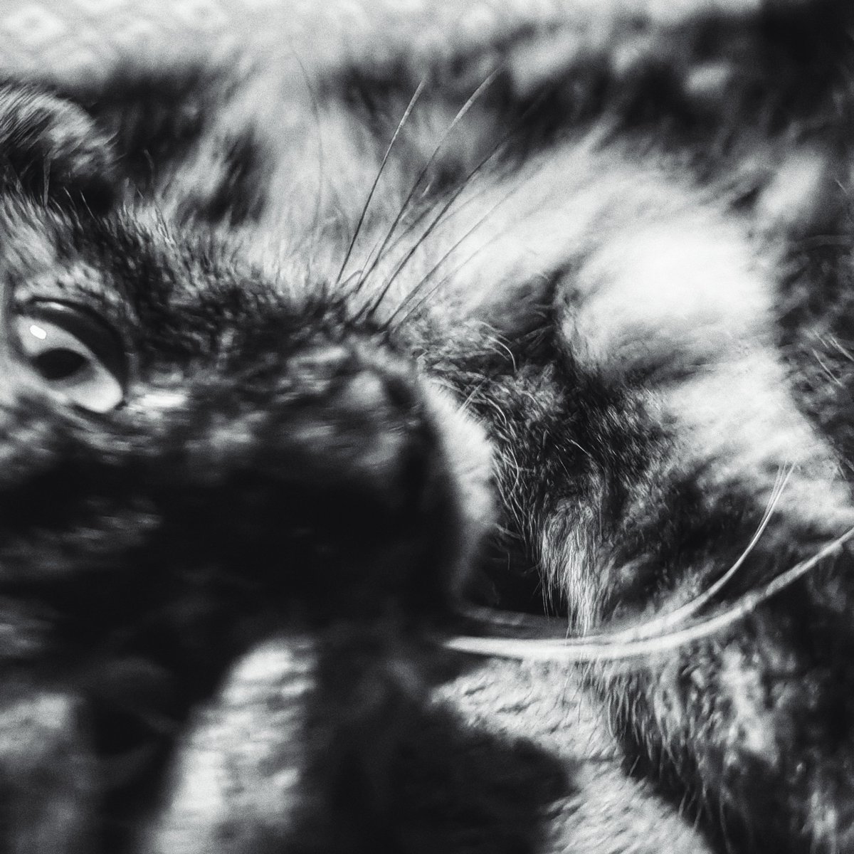 TribeOfMa's tweet image. #caturday 🐾 🐻🌃♥️🐾✨ tribeofma.carrd.co #straycats #TNR #adoptdontshop 🐾 #CatsOnX #CatsOfTwitter