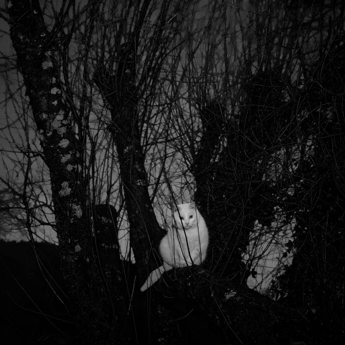 TribeOfMa's tweet image. #caturday 🐾 🐻🌃♥️🐾✨ tribeofma.carrd.co #straycats #TNR #adoptdontshop 🐾 #CatsOnX #CatsOfTwitter