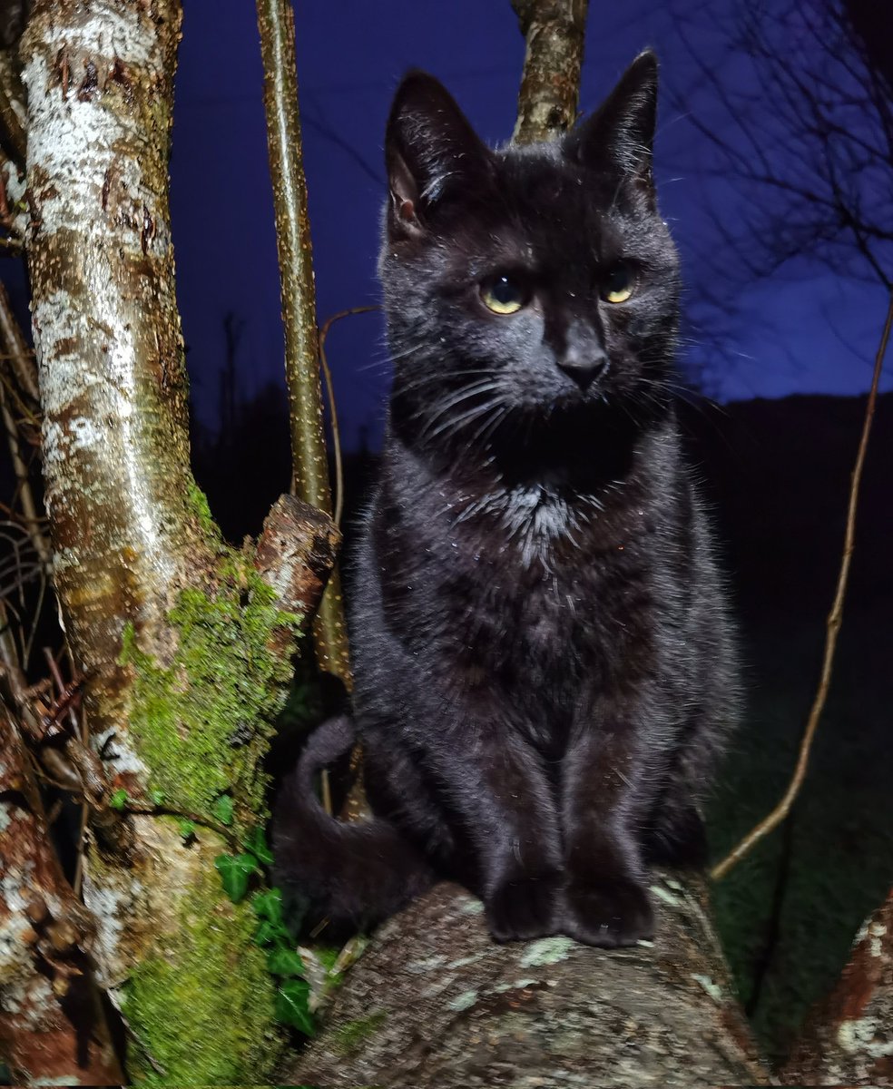 TribeOfMa's tweet image. #caturday 🐾 🐻🌃♥️🐾✨ tribeofma.carrd.co #straycats #TNR #adoptdontshop 🐾 #CatsOnX #CatsOfTwitter