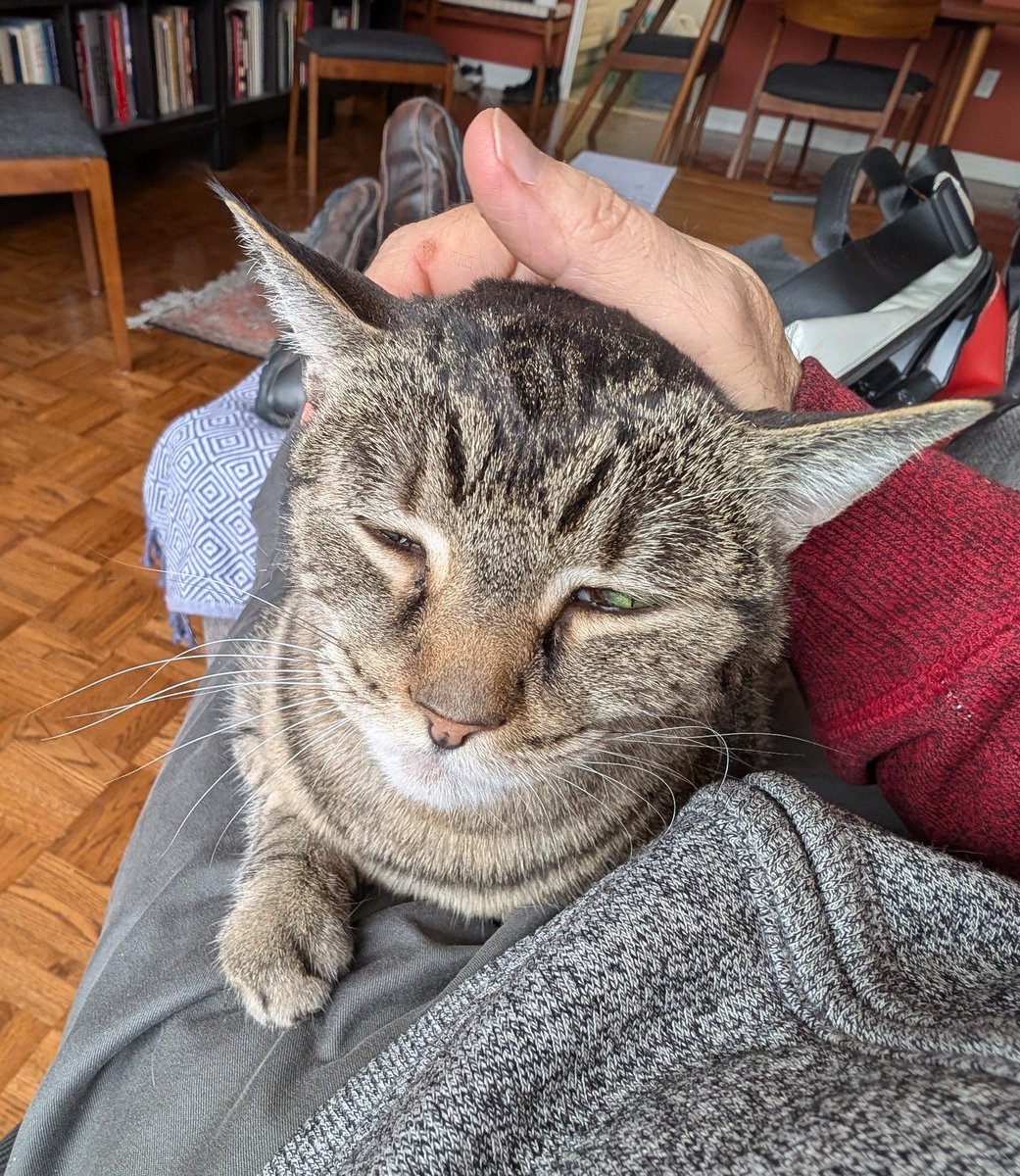 #Caturday 
Felicity is unconcerned about my printer problems.