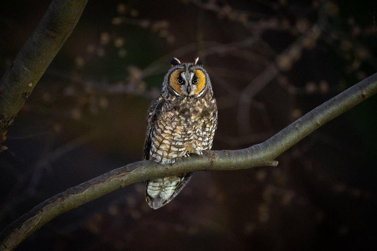 davidlei's tweet photo. My first-of-season long-eared owl the other night. This was one of my 1AM specials: an unexpected sighting right before the park closes and I have to leave. (Central Park, New York)

#birdcpp #nature #wildlife https://t.co/aWOCDDXYCE
