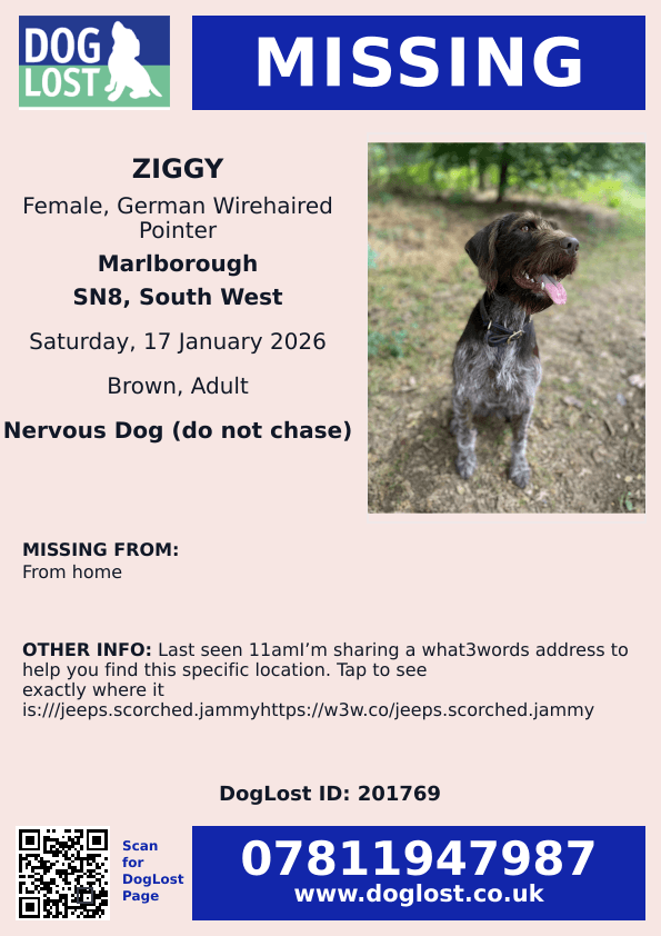 millypod1's tweet image. 🆘17 JAN 2026 #Lost Ziggy #ScanMe
NERVOUS German Wirehaired Pointer Female
From home #Marlborough #Wiltshire #SN8
Last seen 11am

what3words address :///jeeps.scorched.jammy w3w.co/jeeps.scorched…

doglost.co.uk/dog/201769