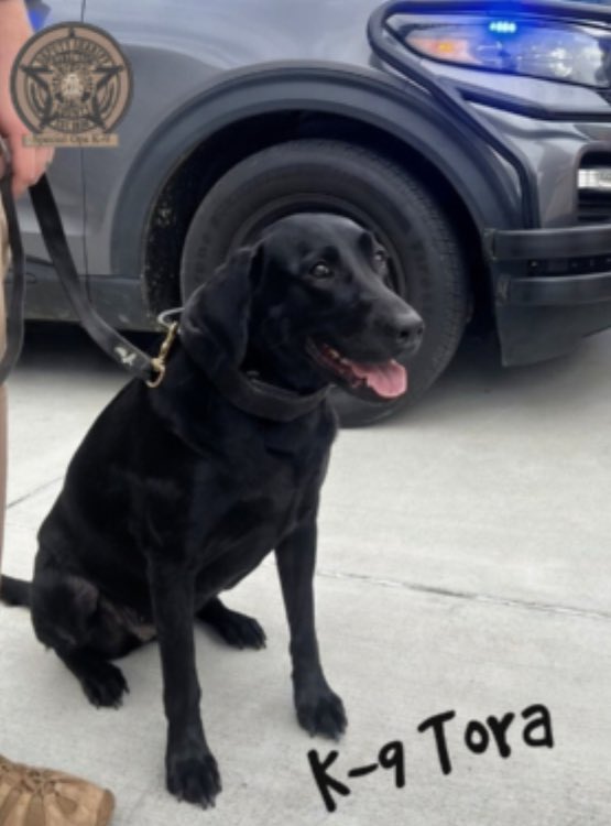 HCSOK9Division's tweet image. Can we just say…That face!?!?! 😍😍😍😍

#K9Tora🐾💙 #ThatFace😍 #LabradorK9 #HappyGirl #SpecOpsK9 #Photogenic📸 #OurToraGirl💙 #AlwaysReady #BestestGirl #CSUK9 #DualPurposeK9 #PrettyGirl🐕‍🦺 #FanFavorite #ThatsOurK9Tora🐾💙 #HCSO #HCSOK9Division