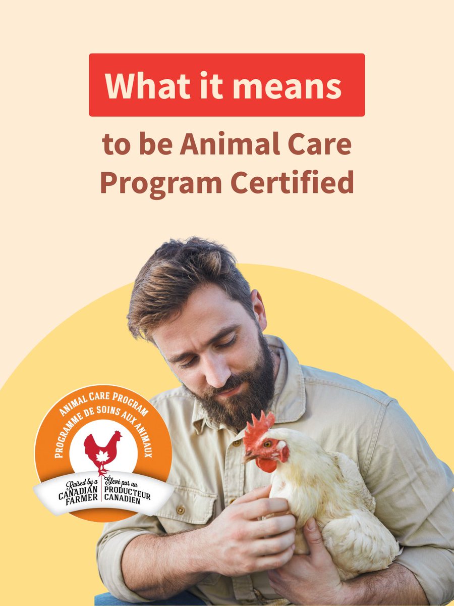 Every BC chicken farmer must be certified by the Animal Care Program, which means they meet strict national standards for excellence in animal care. 

See the program requirements here 👉 chickenfarmers.ca/resources/anim…

#animalcare #Canadian #farmer #chicken