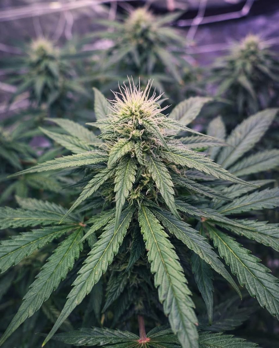 Should Cannabis be just as socially acceptable as a beer or glass of wine? 🍷