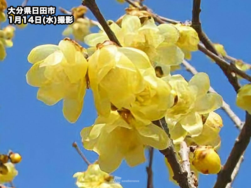 wni_jp's tweet image. ＜冬の甘い香りの正体は？＞
英語で「ウィンタースウィート」と呼ばれる花、ロウバイを知ってますか？
雪の中でも咲く強い花で、まるでロウ細工のような黄色い花びらが特徴です。芥川龍之介も愛したこの花の香りを、冬の公園で探してみよう。
weathernews.jp/news/202601/14…