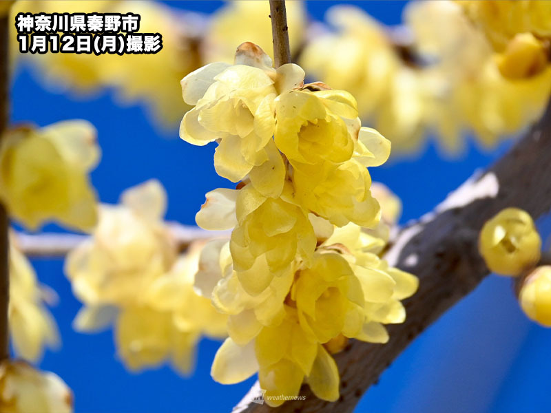 wni_jp's tweet image. ＜冬の甘い香りの正体は？＞
英語で「ウィンタースウィート」と呼ばれる花、ロウバイを知ってますか？
雪の中でも咲く強い花で、まるでロウ細工のような黄色い花びらが特徴です。芥川龍之介も愛したこの花の香りを、冬の公園で探してみよう。
weathernews.jp/news/202601/14…