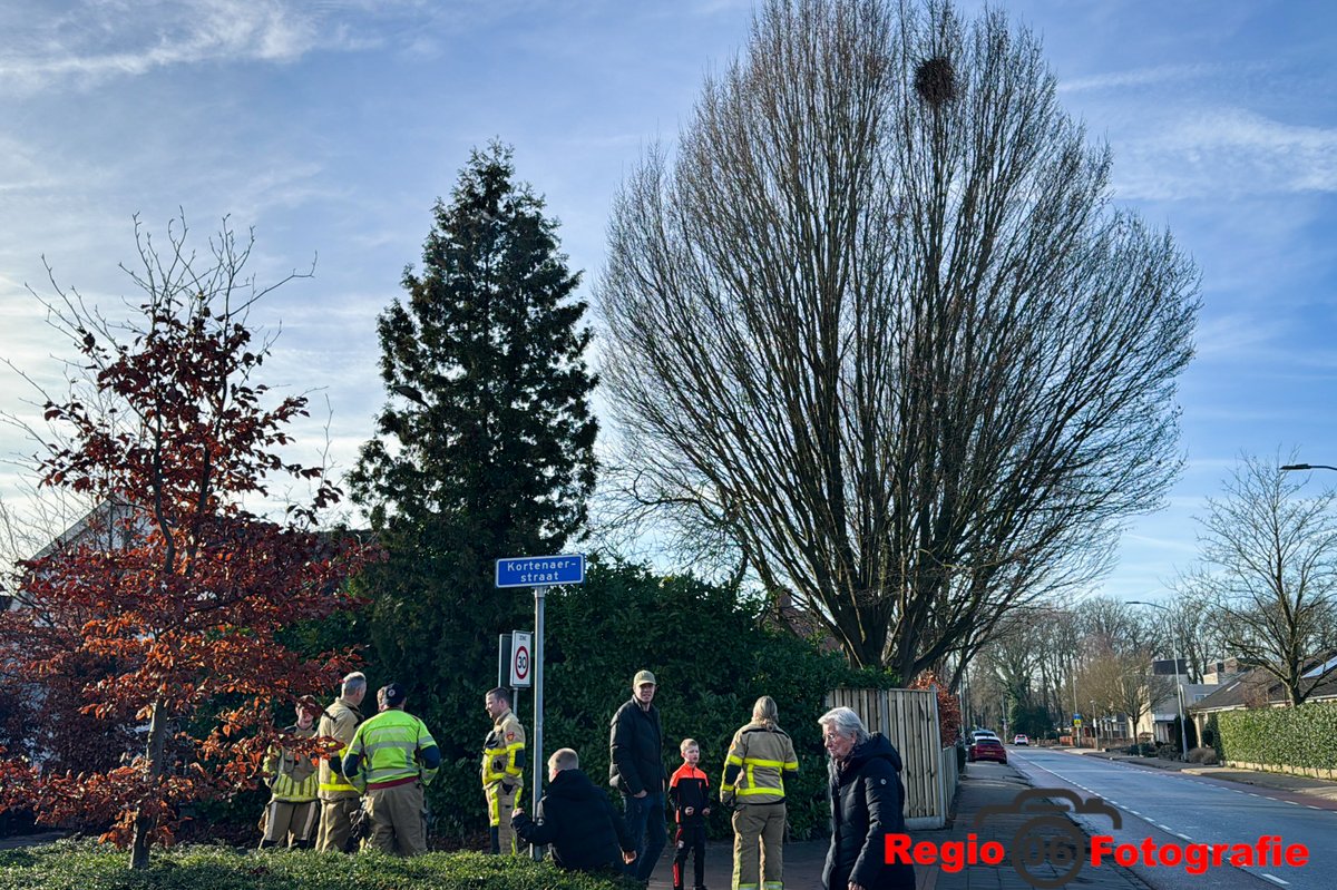 Brandweer redt kat uit boom