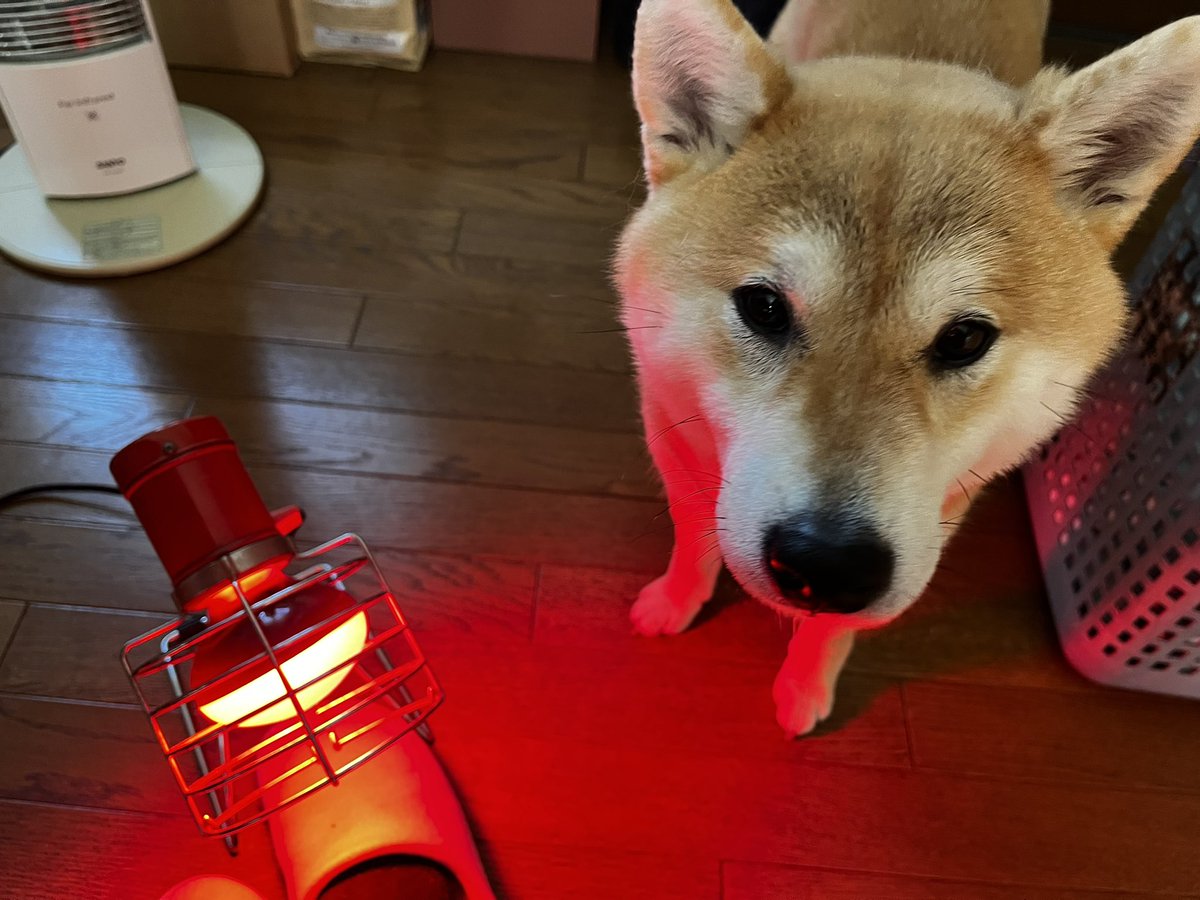 芝犬です。 Amazon | 1/6 サイズ 柴犬 シバイヌフ リスビー フットボール 可愛い