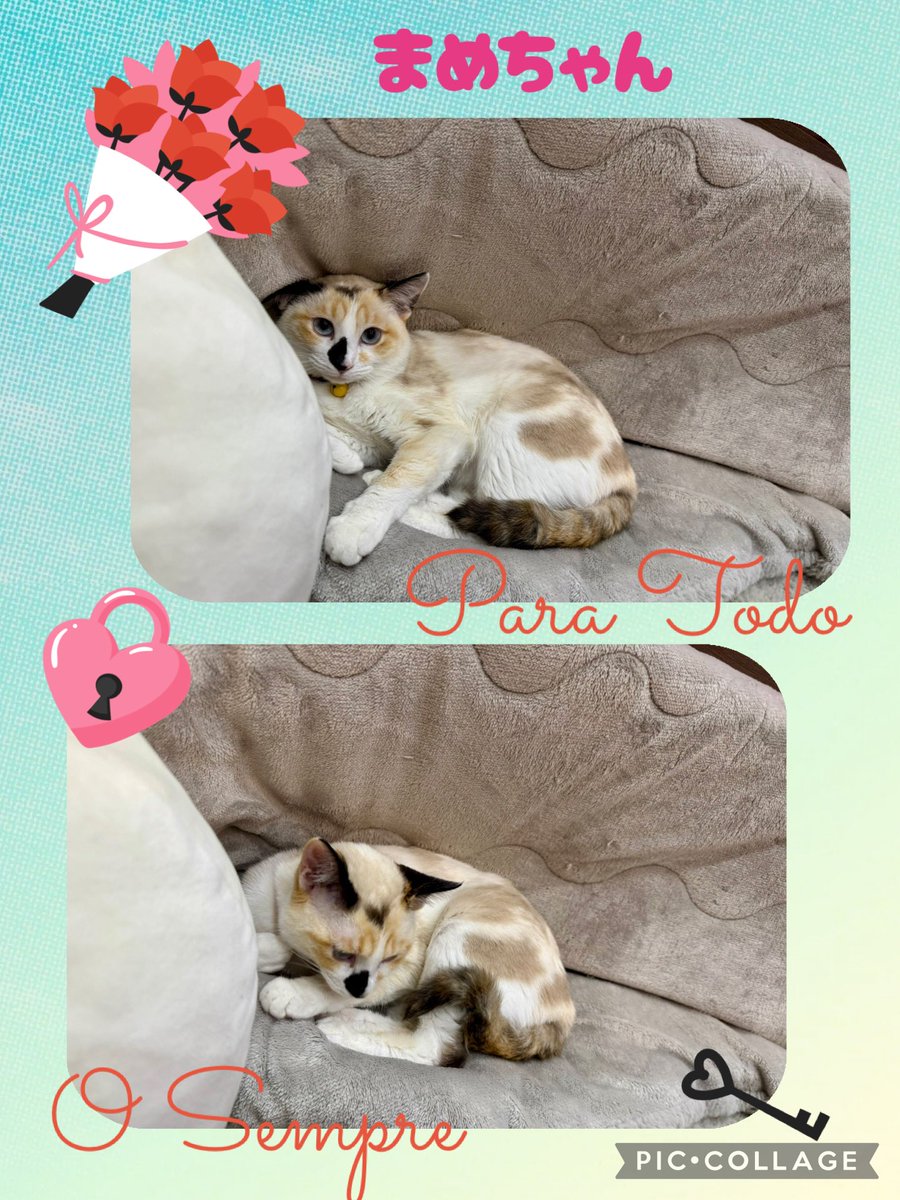 99kazmax まめちゃん🍀 来た頃はミルク90％だったのに、成長する