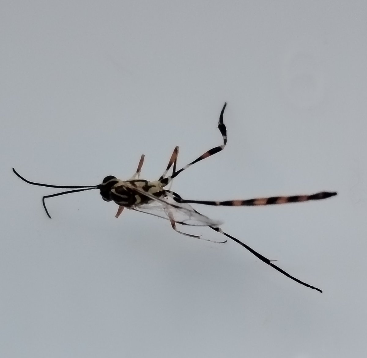 Mario Invernizzi tweet media