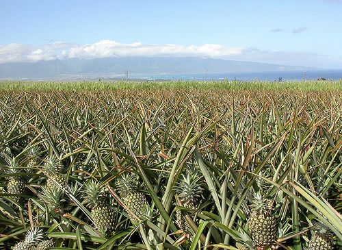 URDailyHistory's tweet image. 21 Jan 1811: The #pineapple is introduced in Hawaii. There are some who claim the date was January 11, but whichever is correct thank God for this delicious fruit. #yumyum #goodfood #History #OTD #ad amzn.to/3WYTavK