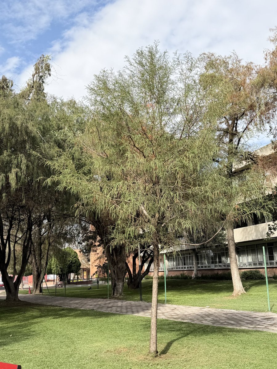 SoyDeLeon_Mx's tweet photo. También tiene #Ahuehuetes 🥹 #ÁrbolNacional #ÁrbolesNativos #Guanajuato🌳 https://t.co/bWHijjEziB