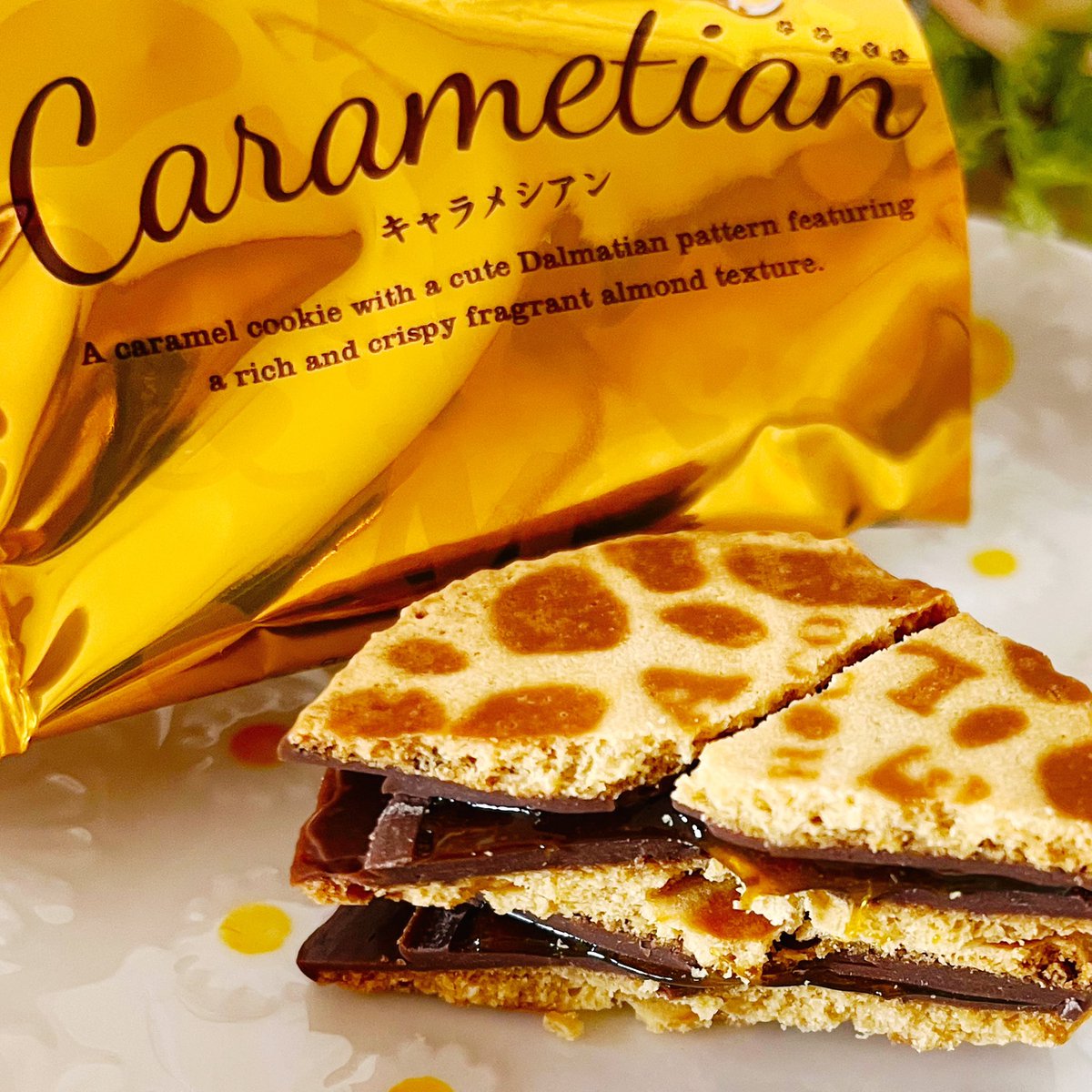 チーボウ (@GcV2m0DFMlxdMxw) / Posts / X