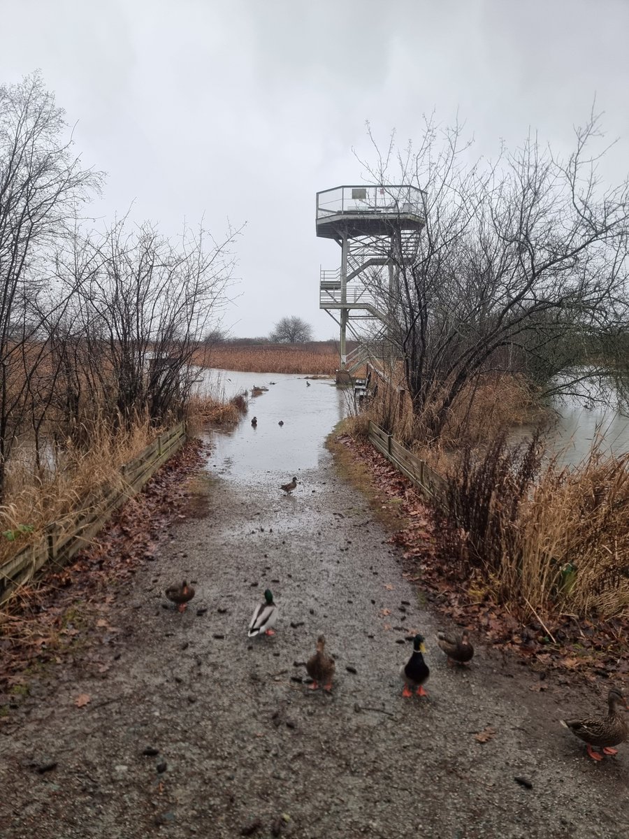 George C. Reifel Migratory Bird Sanctuary tweet media
