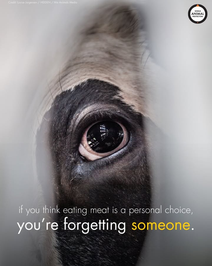 World Animal Protection US tweet media