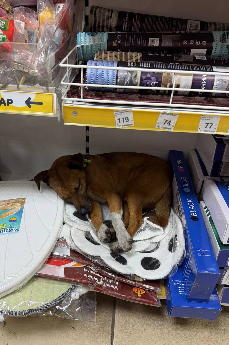 Cause of the -20 temperatures, stores in Ukraine allow stray animals to sleep inside