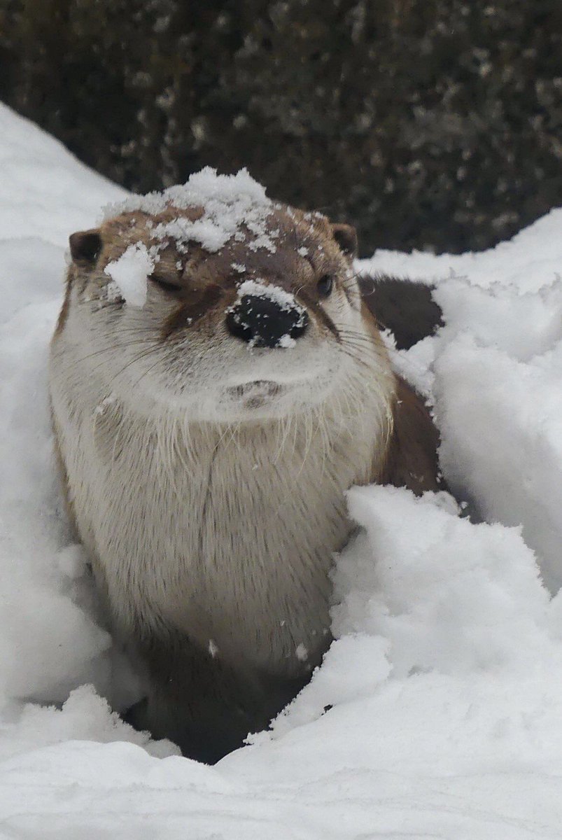 jack Wolfe as otters (@jackwolfotters) on Twitter photo 